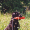 Stevens_Gun_Dogs