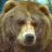 bear247