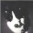 Jerry1dog
